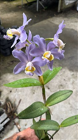 Cattleya Harrisoniana Coerulea 7 - 2 Botoes (Vegetal Antigo)