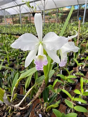 Cattleya Labiata Semi Alba Carnea 1 - Espata Floral