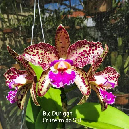 Blc. Durigan Cruzeiro do Sul - Espata com Botoes