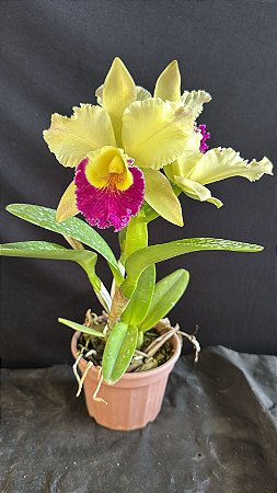 Blc. (Mirian Suzuki 'Rotunda' x Suzuki's Yellow Flare) - 3 Flores (New)