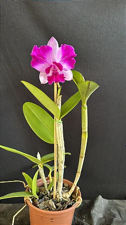 Cattleya Interglossa Flamea 2 - 2 Frentes com Botoes