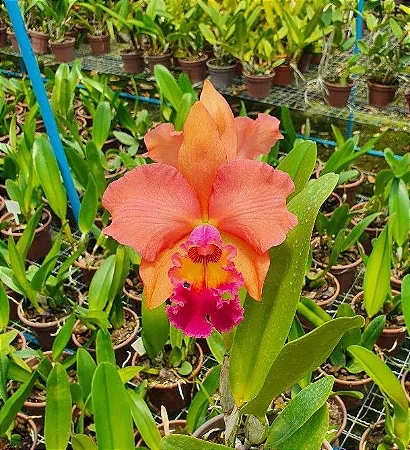 Blc. (Rodrigo Suzuki x Yoshico Suzuki) 'Orange Glow' 1 - Botoes