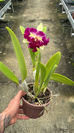 Blc. Prem Fong Yuen - Florida + Vaso Cheio