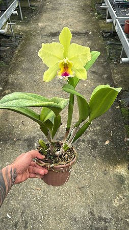 Blc. Memoria Helen Brown - Florida + Vaso Cheio