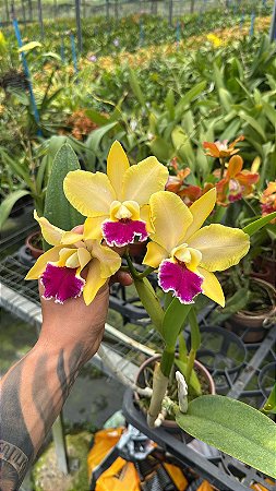 Blc. (Chinese Bronze x Nobile's Confetti) - 3 Flores Amarelas (Otima Cor e Forma)
