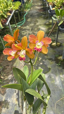 Cattleya (Penny Kuroda x Suzuki's Purpurine) 1 - Florida + Vaso Cheio