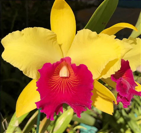 Blc. Alma Kee 'Tipmalee' 2 - Espata Floral