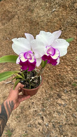 Blc. Chief Journey 'First Choice' 1 - 2 Flores (Otima Floracao)