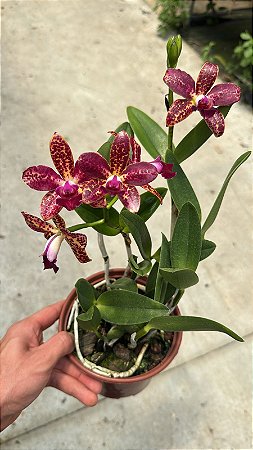 Cattleya (Royal Cognac x Rustic Spots) 1 - Florida (Cor Forte)
