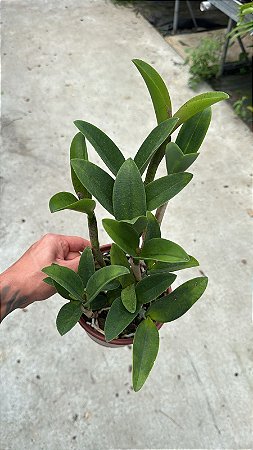 Cattleya (Royal Cognac x Rustic Spots) 6 - 2 Frentes com Espata(Sementeira)