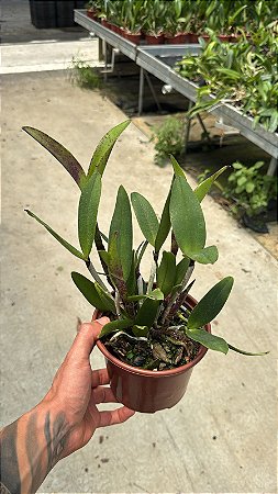 Cattleya (Royal Cognac x Rustic Spots) 8 - Vaso Cheio (Sementeira)