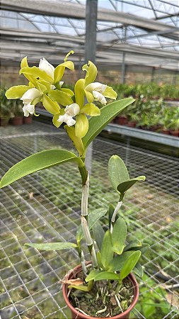 Cattleya Leopoldii Alba 1 - Florida