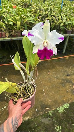 Lc. Dorothy Oka - 2 Flores