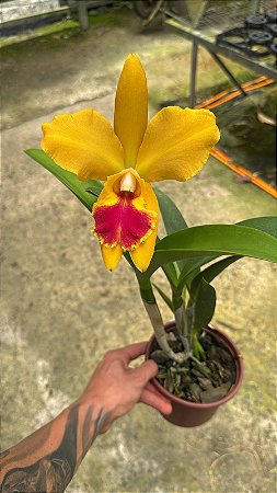 Blc. (Chinese Bronze x Nobile's Ornament) 2 - 1 Flor Mutacao