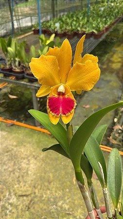 Blc. (Chinese Bronze x Nobile's Ornament) 3 - 1 Flor Mutacao + Flor Normal