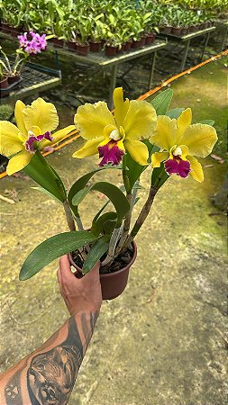 Blc. (Chinese Bronze x Nobile's Ornament) 4 - 3 Frentes com 1 Flor Cada