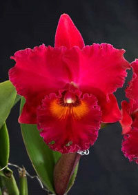 Blc. Village Chief Armani 1 - 2 Espatas + Vaso Cheio