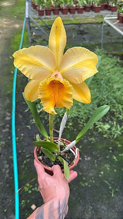 Blc. Gisele 'Bundchen' - Florida (Otima Floracao)