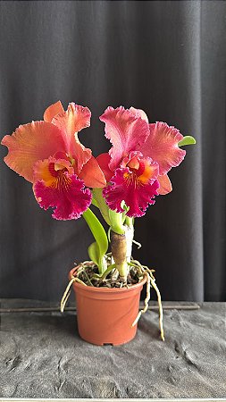 Blc. Mirian Suzuki 'Rotunda' 10 - 2 Flores (Otima FLoracao)