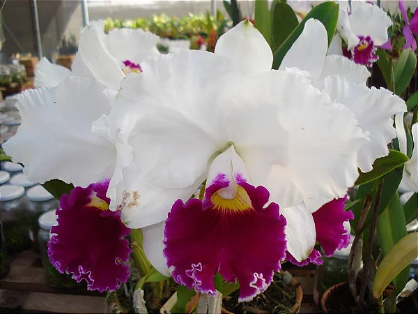 Blc. Melody Fair 'Mishima' 2 - 2 Espatas + Vaso Cheio