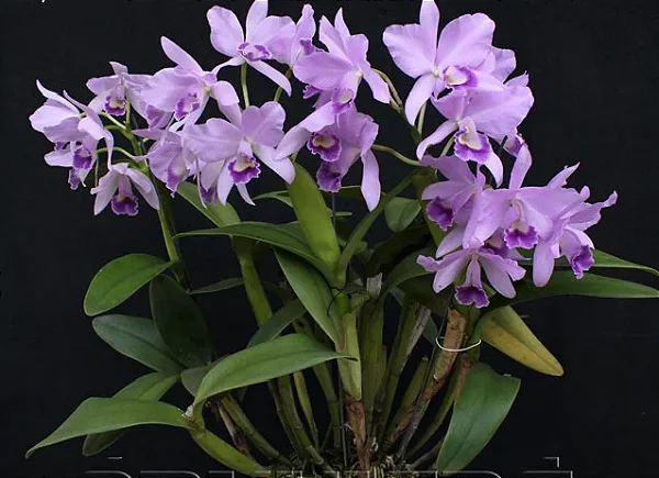 Cattleya Portia Coerulea 'Baronesa' 1 - Espata FLoral