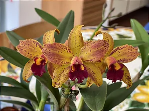 Blc. Samba Lemon Drops 1 - Botoes + 2 Espatas