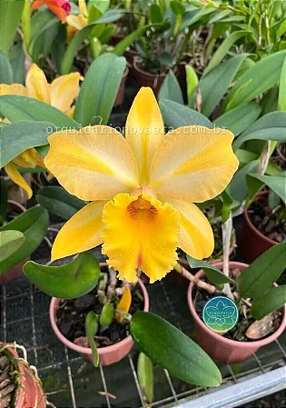 Blc. Gisele 'Bundchen' 2 - 2 Espatas Florais