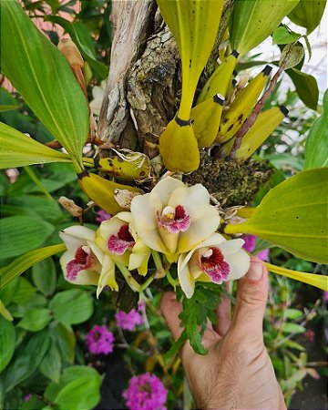 Bifrenaria Harrisoniae Amarela - Tamanho 3