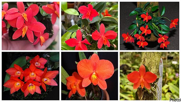 Kit 6 Sophronitis - Pygmaea | Cernua | Acuensis |Coccinea |Miniata |Mantiqueirae