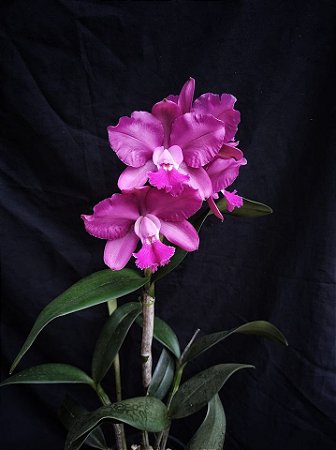 Rlc. Valerie's Charm 'Magnifique' 1 - Espata Floral (Nova Variedade)