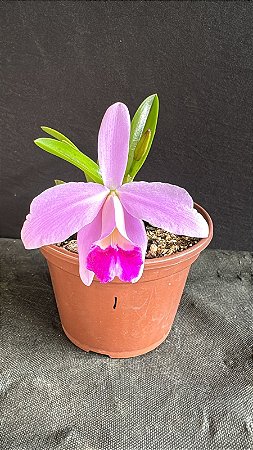 Hadrolaelia Pumila 1 - Florida + Frente com Botao