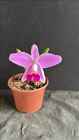 Hadrolaelia Pumila 2 - 2 Flores