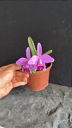 Hadrolaelia Pumila 3 - 2 Frentes com Flores