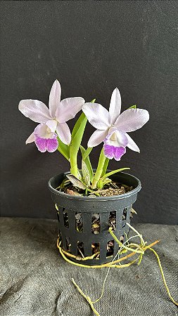 Lc. Mini Purple Coerulea 'Suzuki' 1 - 2 Frentes Floridas