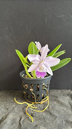 Lc. Mini Purple Coerulea 'Suzuki' 3 - 4 Frentes Floridas