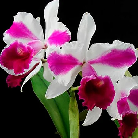 Lc. Remo Prada 'Crown' 1 - Espata Floral + 2 Brotacoes