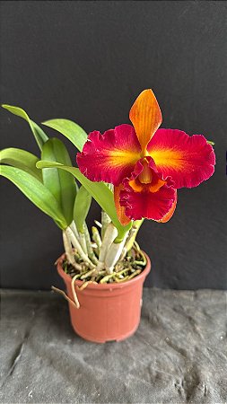 Blc. Nobile's Tropical Sunset 'Tao' - Florida (Antiga)