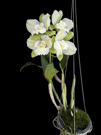 Epc. Siam Jade 'Avo' - Espata Floral