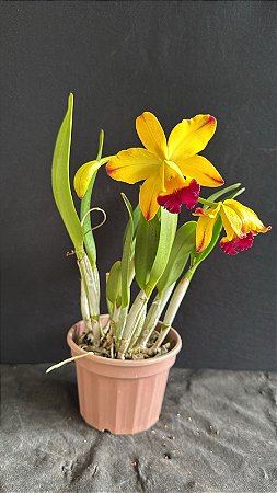 Blc. Catarina Hong 'Flare' - Florida