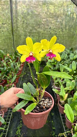 Blc. (Chinese Bronze x Nobile's Confetti) 1 - 4 Frentes com Botoes (Sementeira)