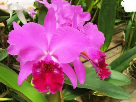 Cattleya Labiata (Helena x Nomura) 3 - 2 Espatas Florais (Botao) (Sementeira)