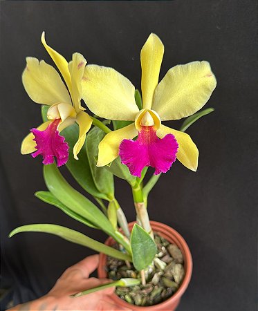 Blc. (Chinese Bronze x Nobile's Confetti) 2 - 2 Flores (Diferente)