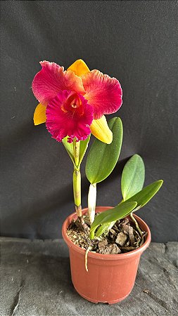 Blc. (Nobile's Wildfire x Goldenzelle) - Florida