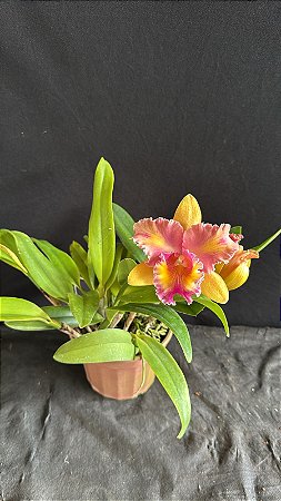Blc. (Lady Gaga x Amazing Thailand) 1 - Florida + Vaso Cheio