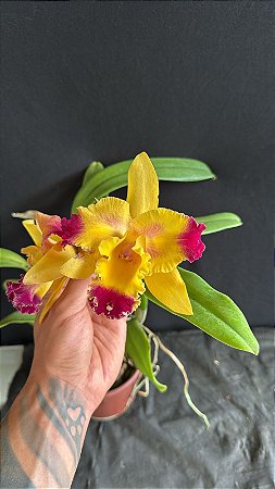 Blc. (Lady Gaga x Amazing Thailand) 2 - 2 Flores