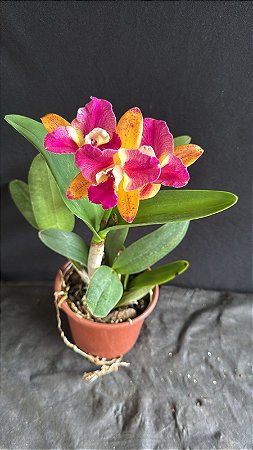 Pot. (Haw Yuan Glory x Golden Acclain) 1 - Florida