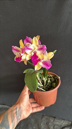 Pot. (Haw Yuan Glory x Golden Acclain) 2 - Florida
