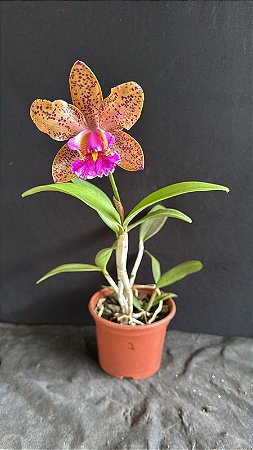 Cattleya Pao de Acucar 2 - Florida