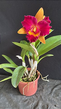 Blc. (Lady Gaga x Amazing Thailand) 4 - Florida