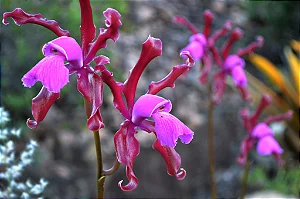 Cattleya Elongata 4 - Haste Subindo